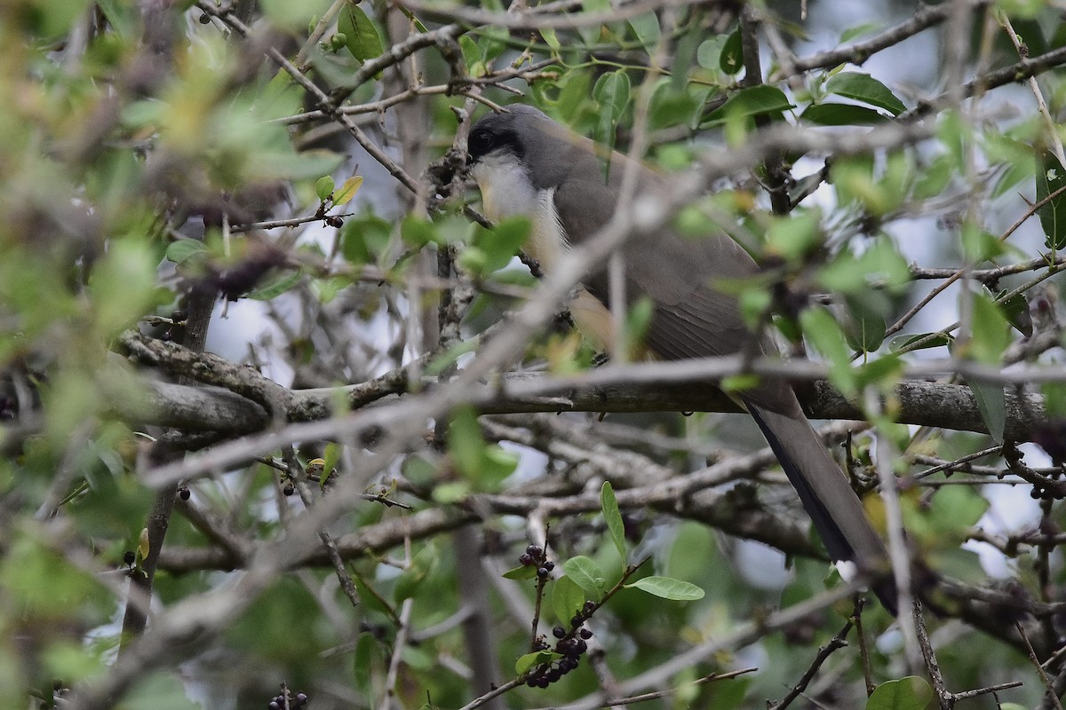 Галапагосская пиайя - ML646921555