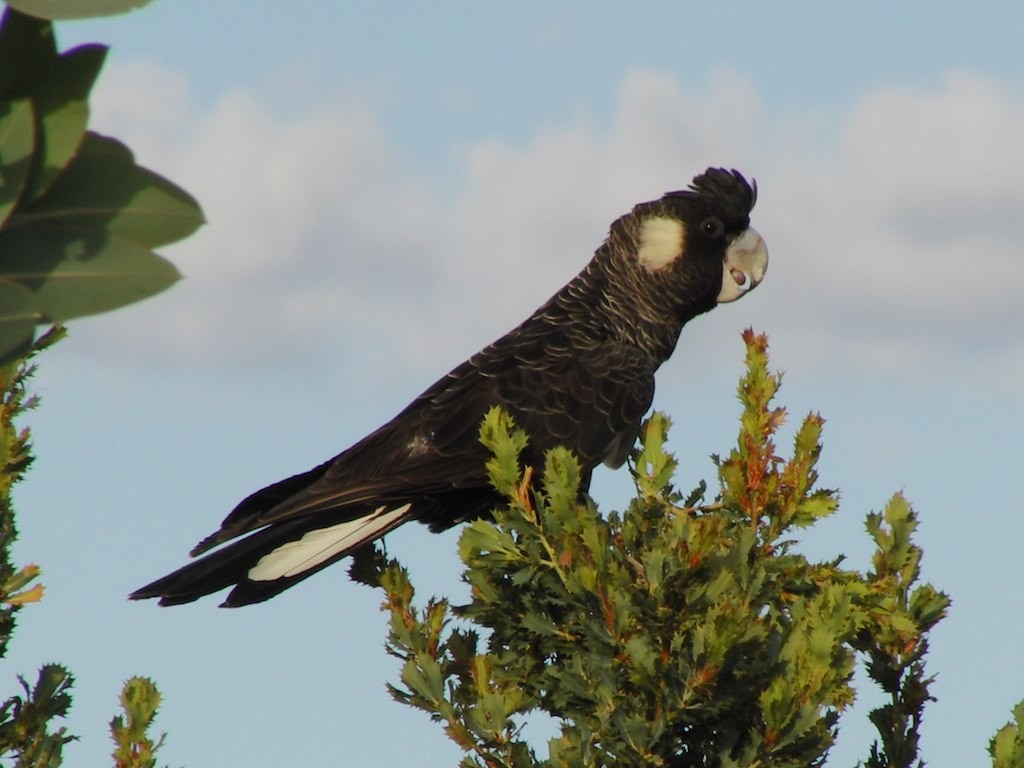 Какатоїс евкаліптовий - ML646921556