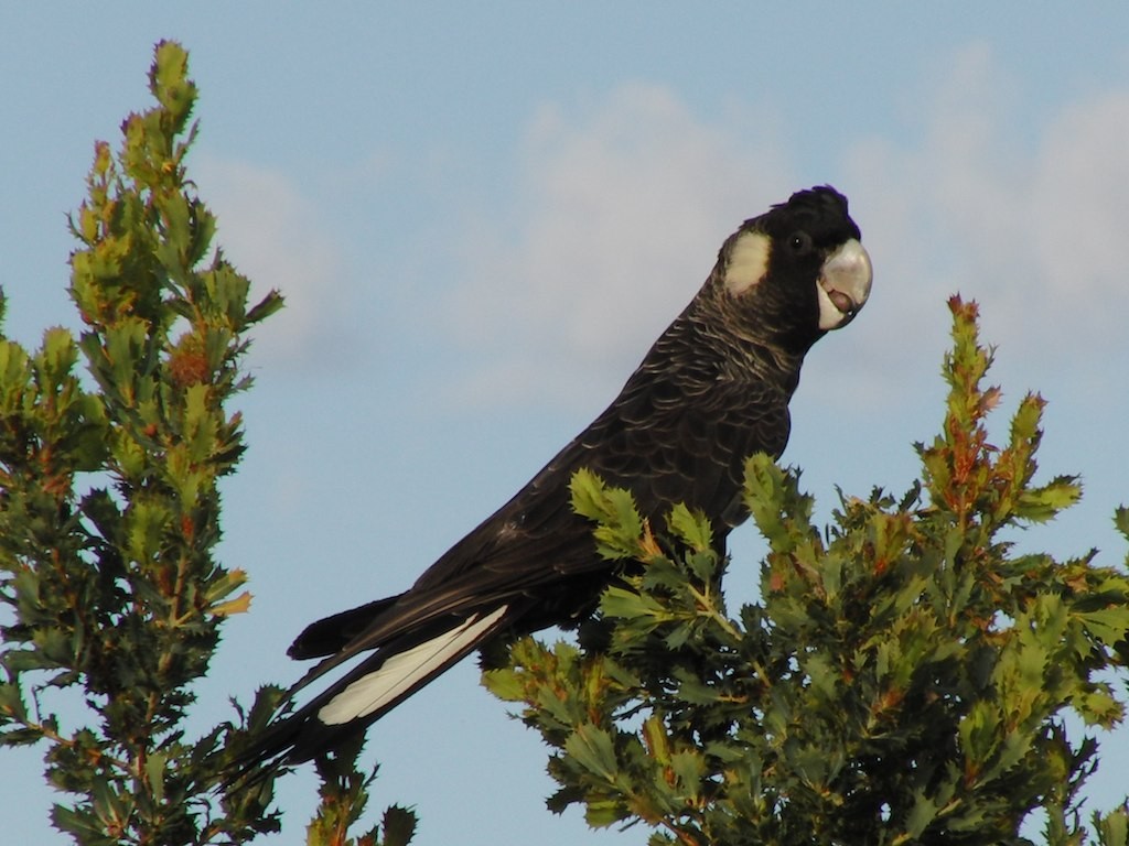 Какатоїс евкаліптовий - ML646921557