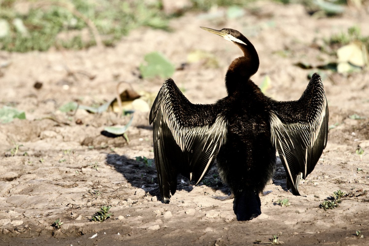 Anhinga Australiana - ML646921559