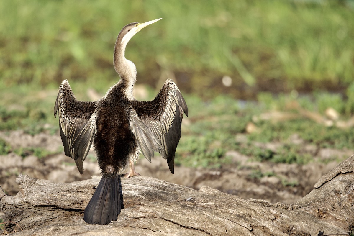 Anhinga Australiana - ML646921561
