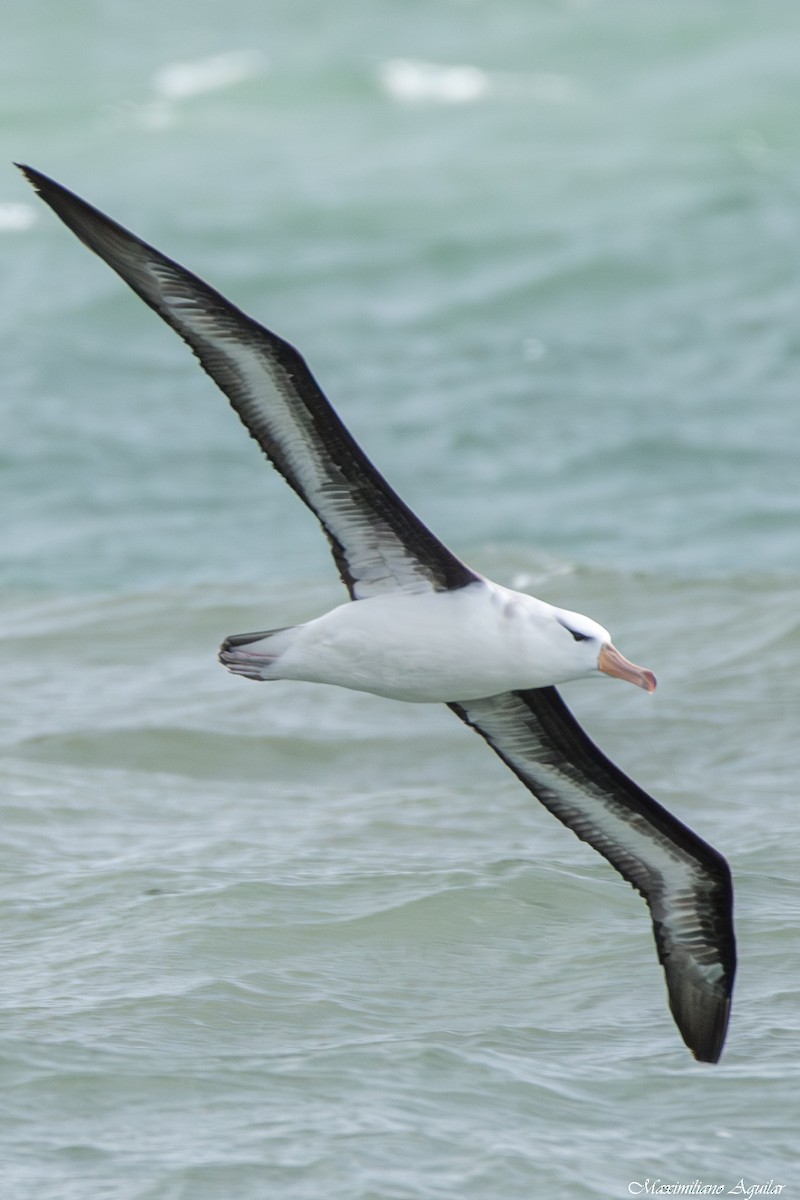 Black-browed Albatross - ML646921565
