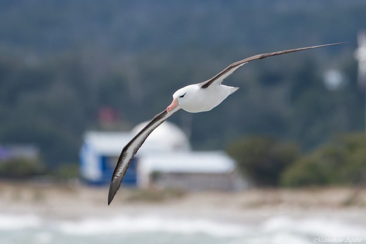 Black-browed Albatross - ML646921566
