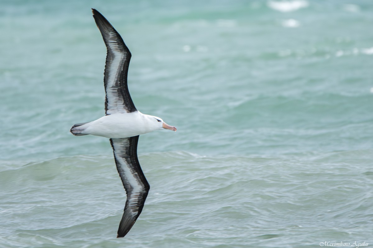 Black-browed Albatross - ML646921567