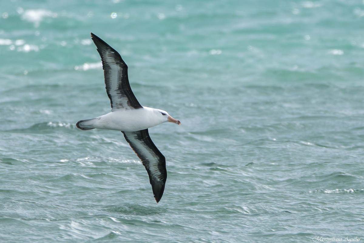 Black-browed Albatross - ML646921568