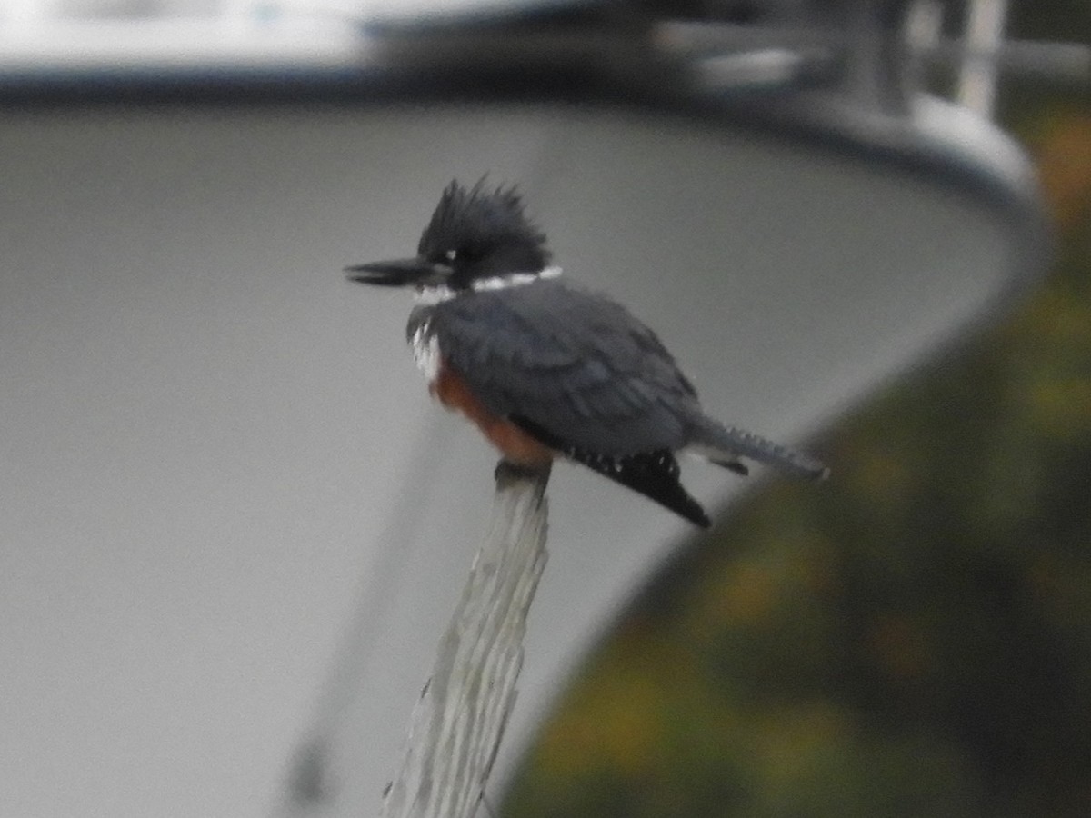 Belted Kingfisher - ML646921570