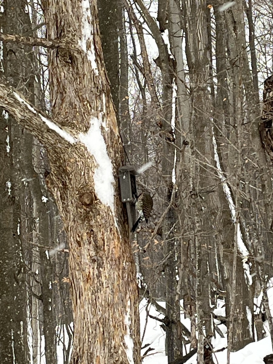 Northern Flicker - ML646921590