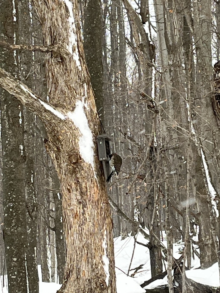 Northern Flicker - ML646921591