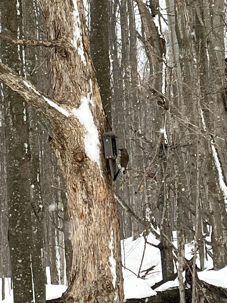 Northern Flicker - ML646921592