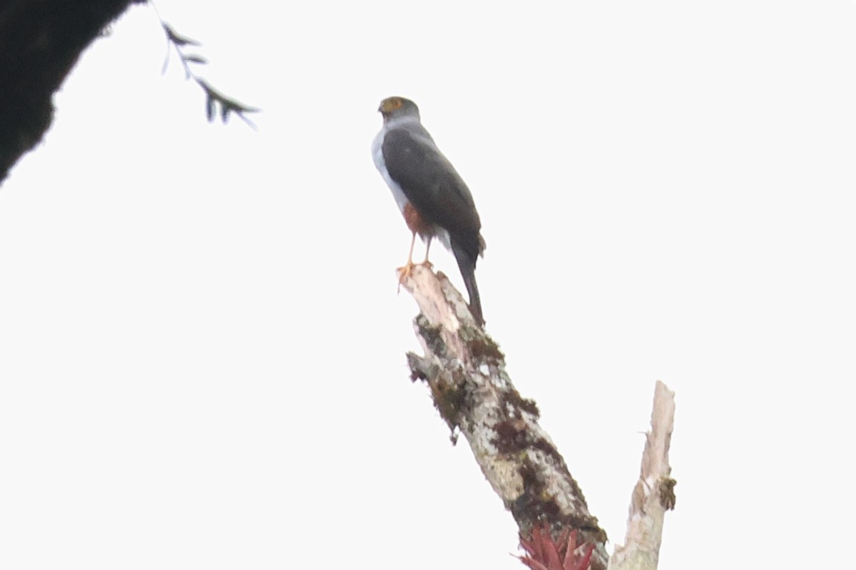 Bicolored Hawk - ML646921593