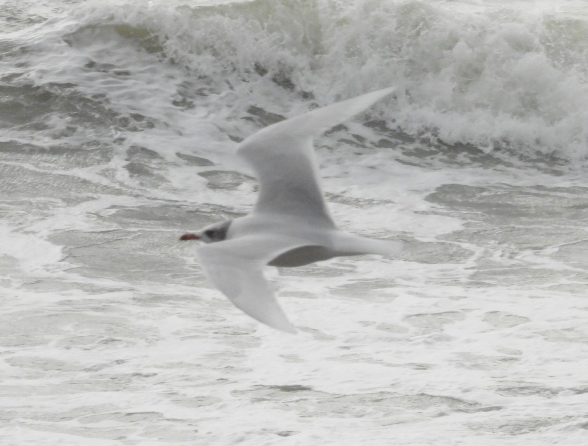 Mediterranean Gull - ML646921594