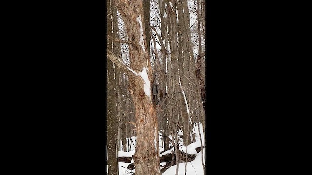 Carpintero Escapulario - ML646921595