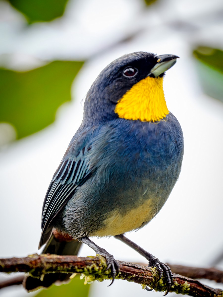 Purplish-mantled Tanager - ML646921600