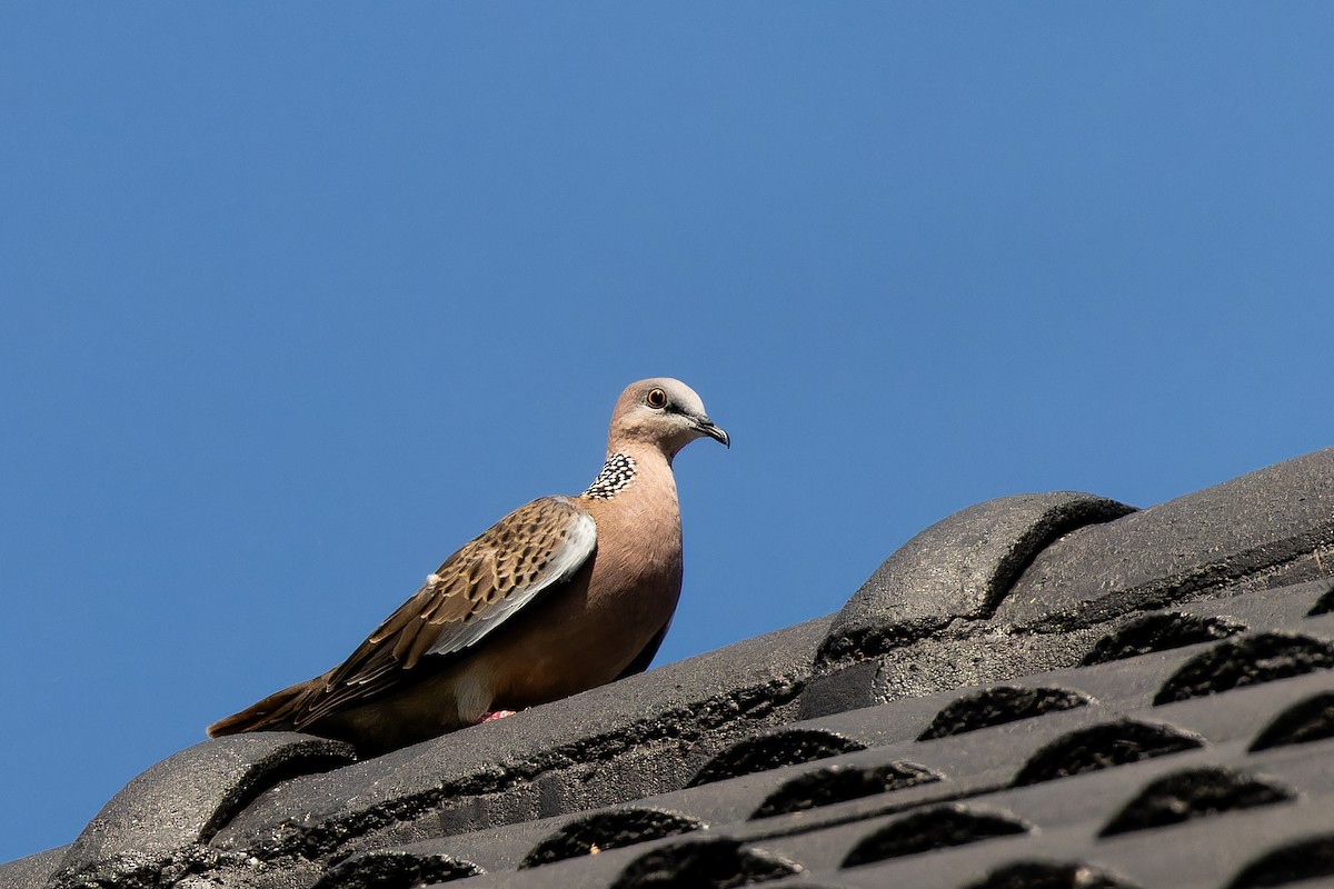 perlekragedue - ML646921601