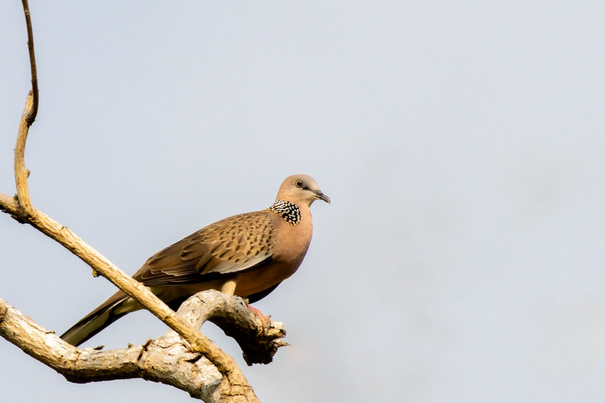 perlekragedue - ML646921602