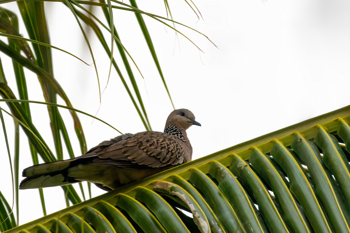 perlekragedue - ML646921603