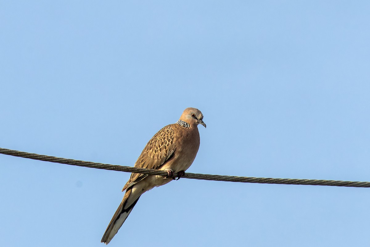 perlekragedue - ML646921606