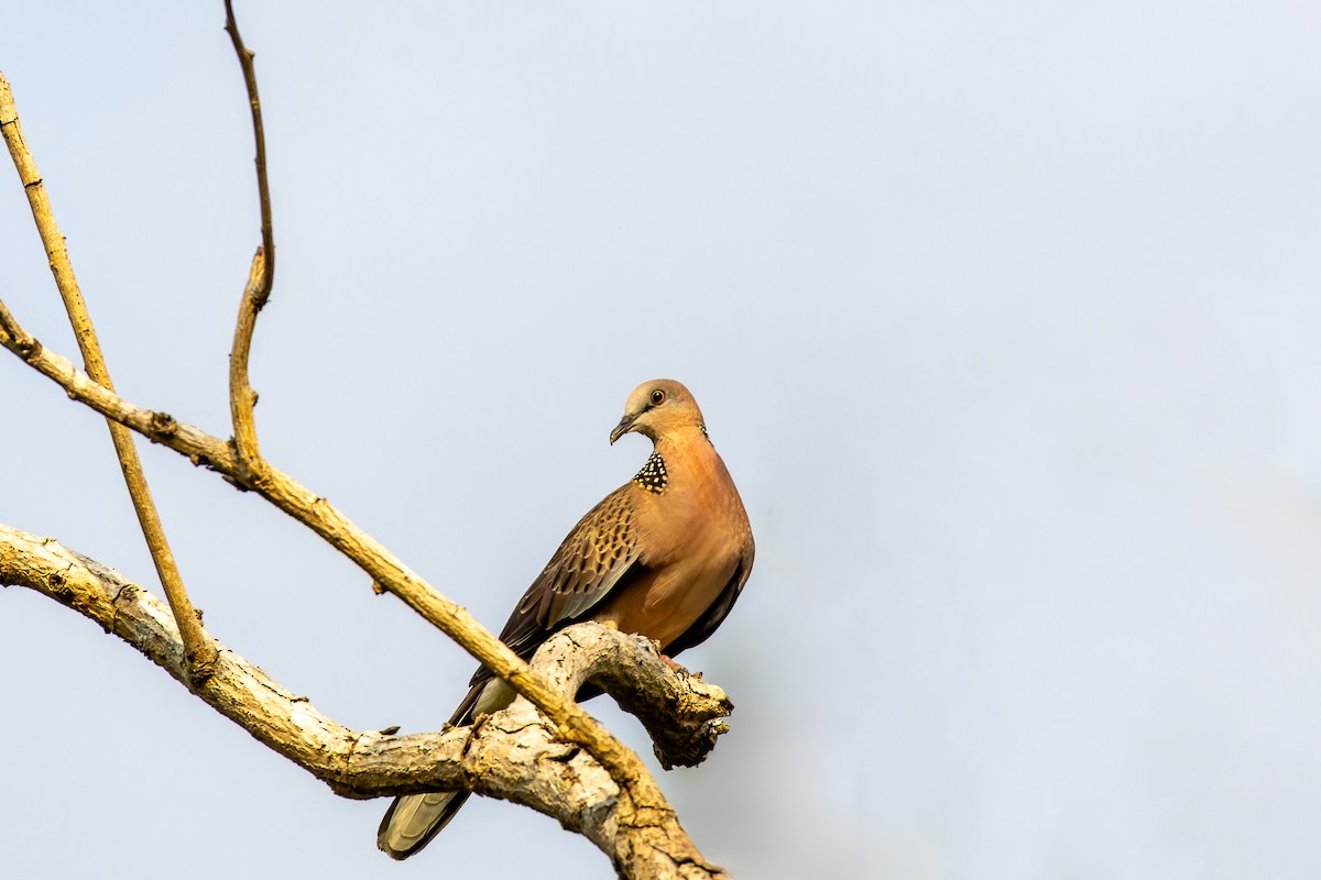 perlekragedue - ML646921607