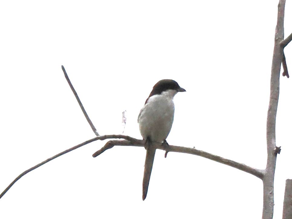 Pie-grièche fiscale - ML646921610