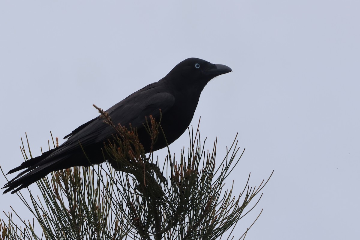 Torresian Crow - ML646921611