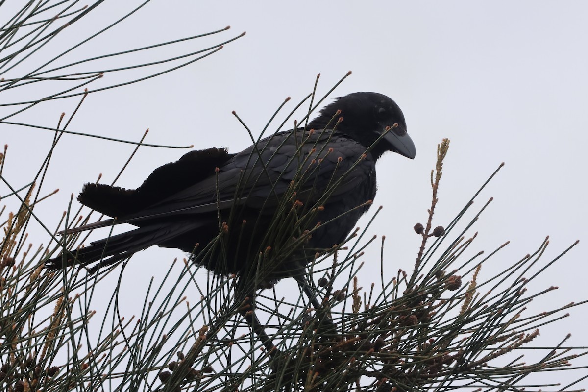 Torresian Crow - ML646921612
