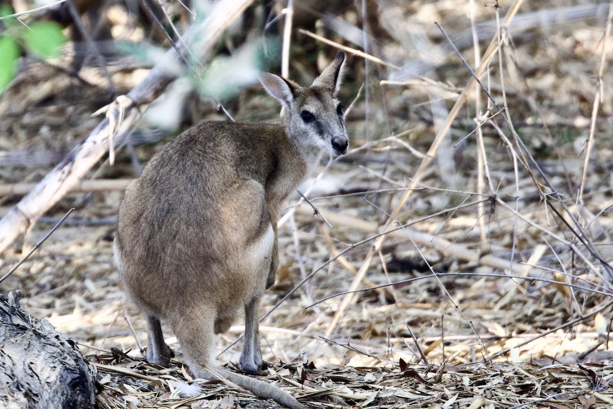 Ualabí Ágil - ML646921614