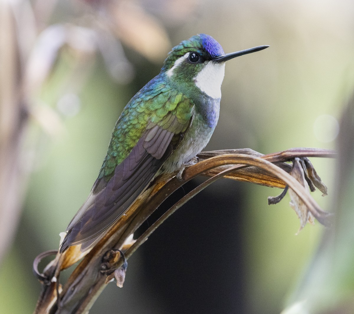 White-throated Mountain-gem - ML646921624