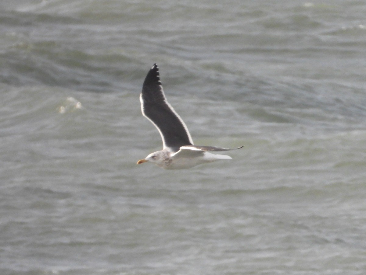 Бэсрэг цахлай - ML646921625