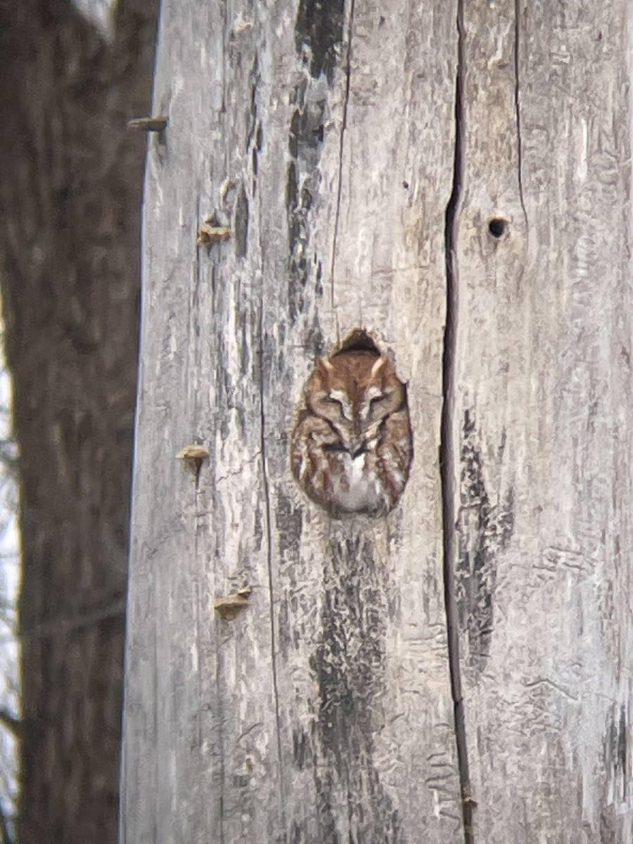Eastern Screech-Owl - ML646921635
