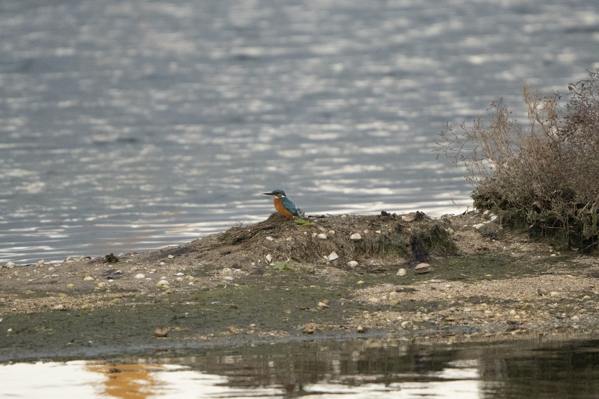Common Kingfisher - ML646921636