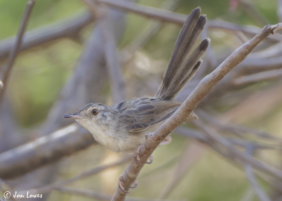 Принія афро-азійська - ML646921638