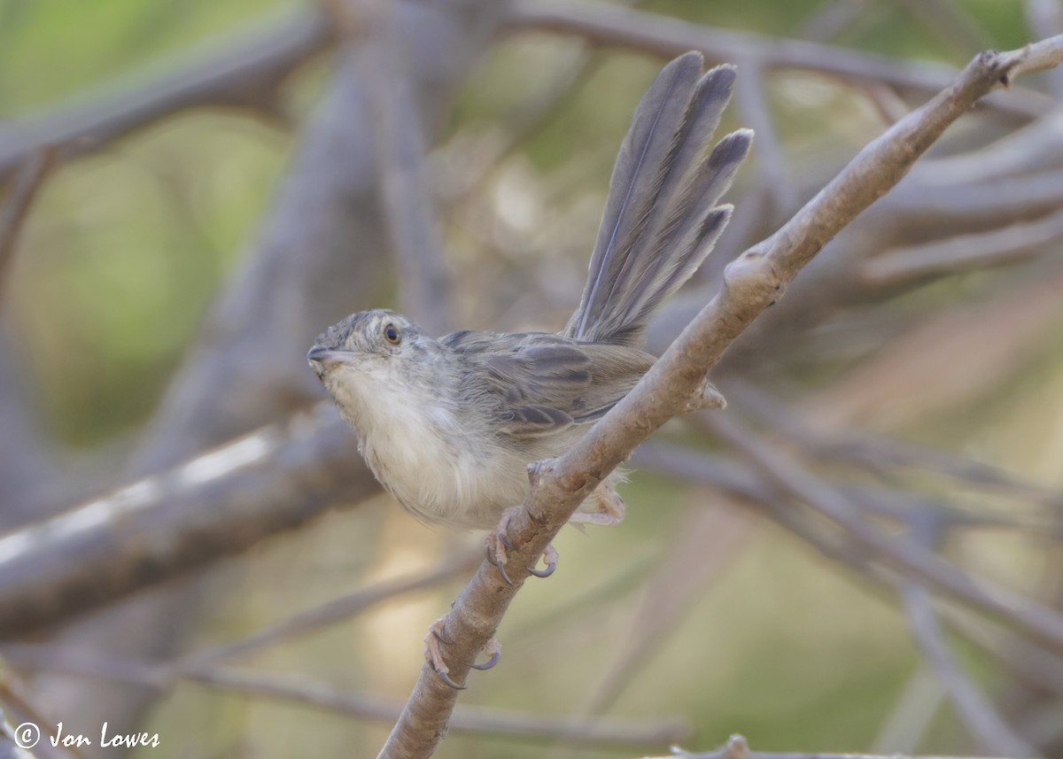 Принія афро-азійська - ML646921639