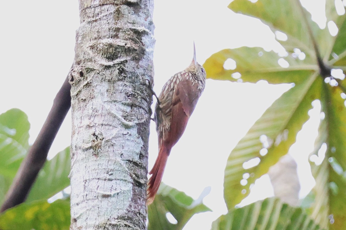 Streak-headed Woodcreeper - ML646921641