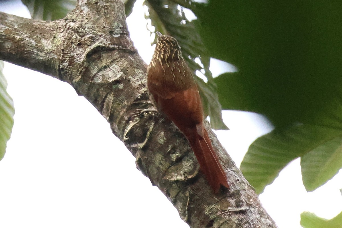 Streak-headed Woodcreeper - ML646921642