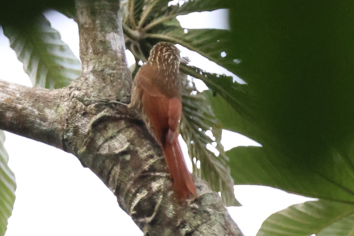 Streak-headed Woodcreeper - ML646921643