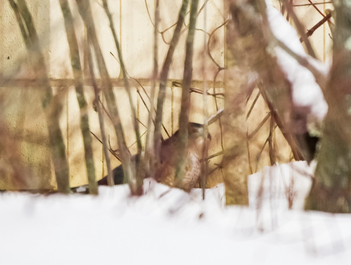 jestřáb americký - ML646921646