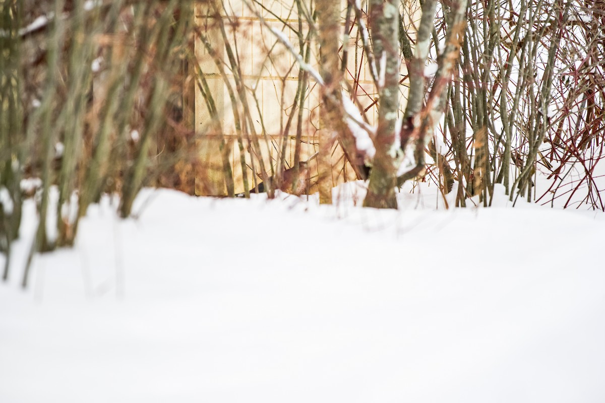 jestřáb americký - ML646921647