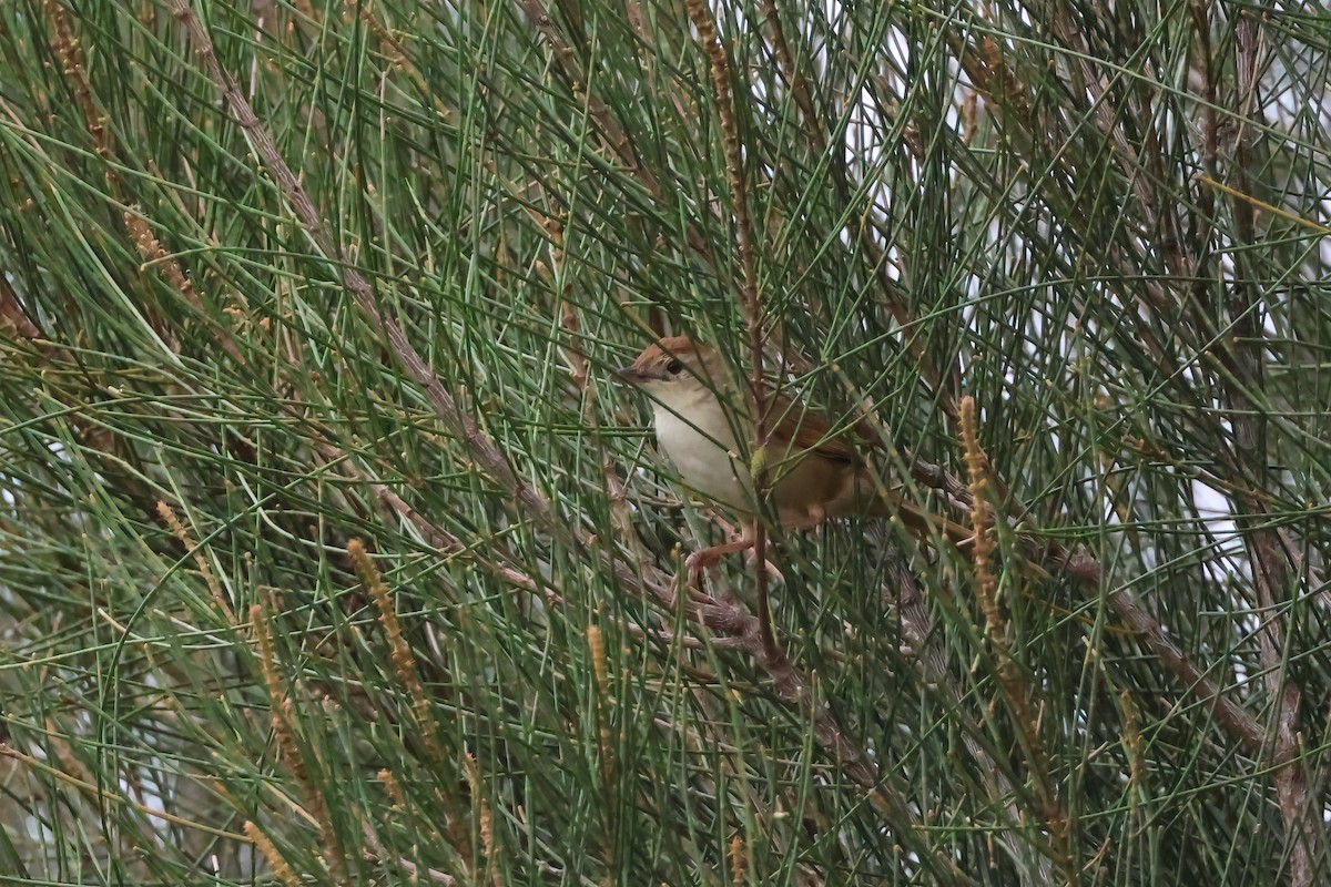 Матата руда - ML646921654