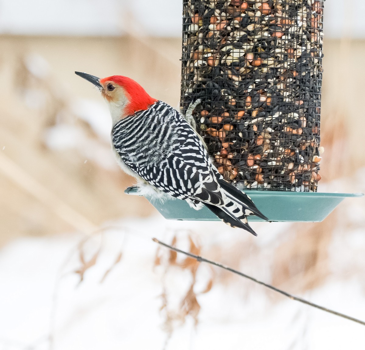 datel karolínský - ML646921656