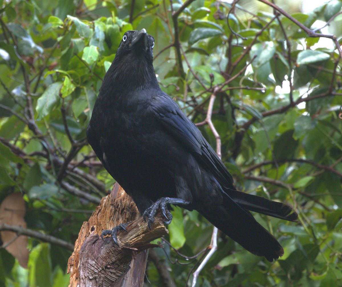 Forest Raven - ML646921658