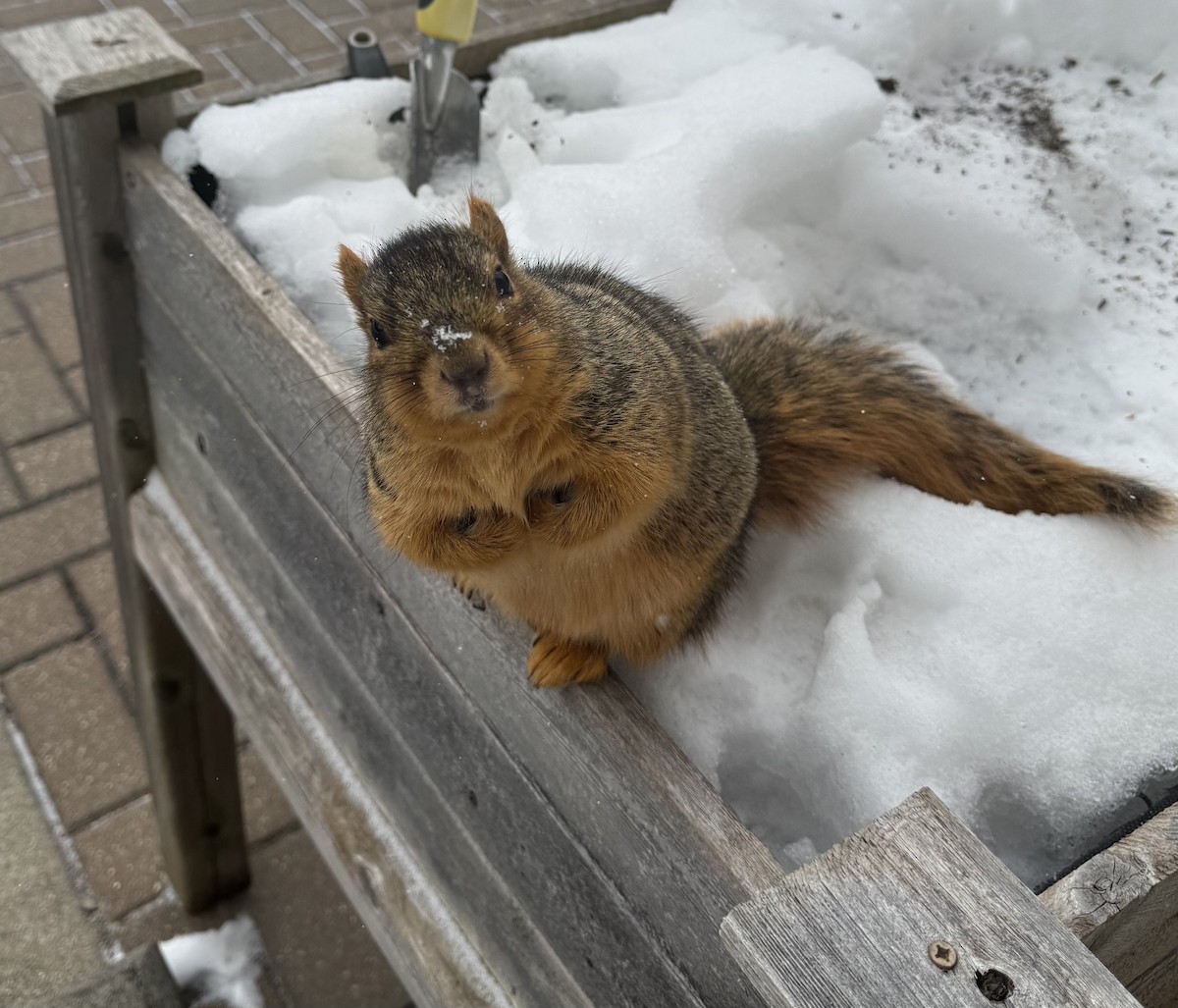 écureuil fauve - ML646921660