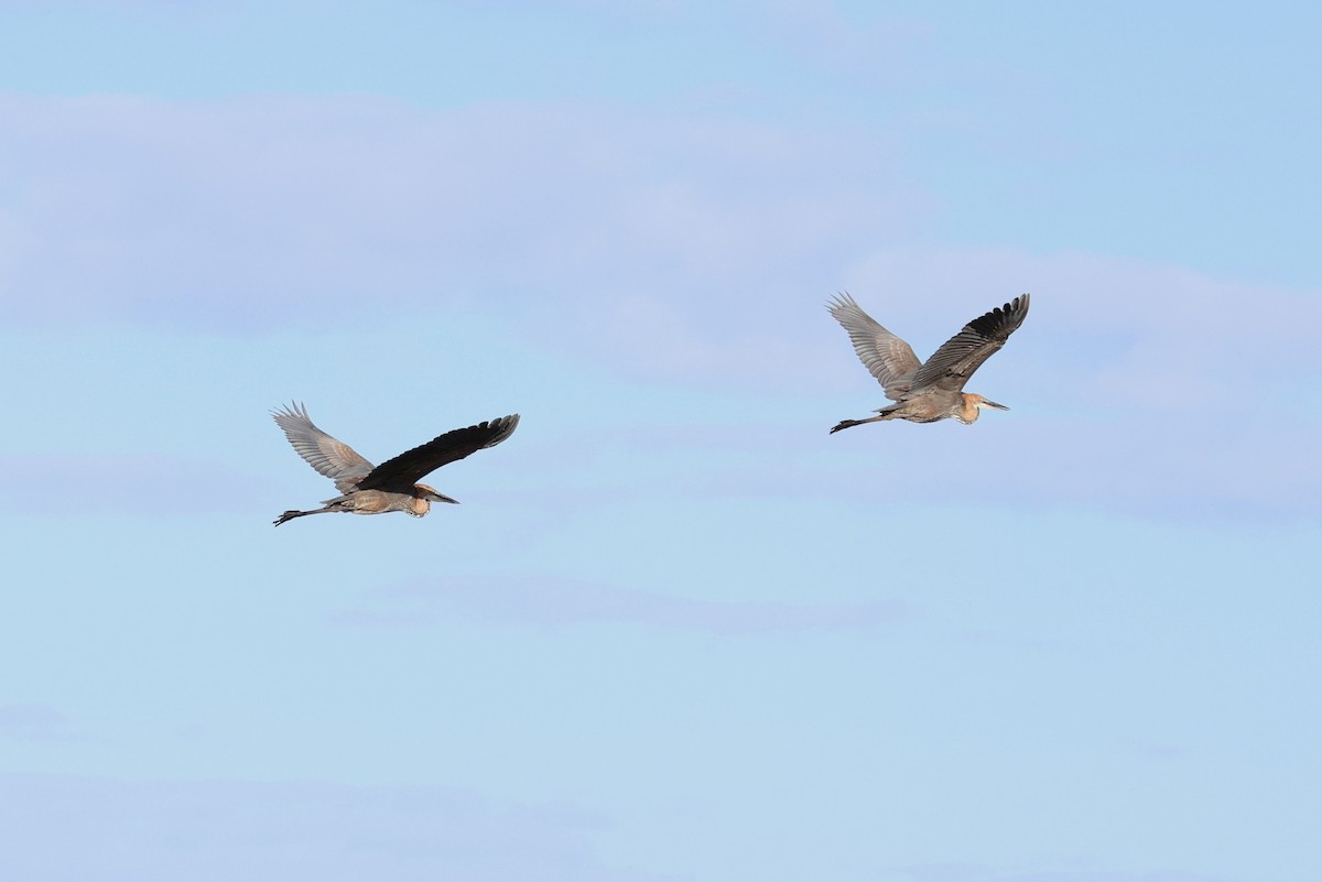 Goliath Heron - ML646921661