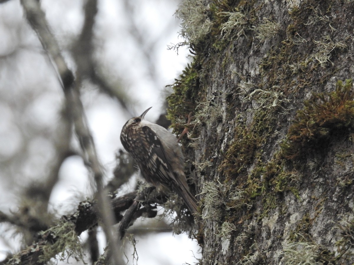 Brown Creeper - ML646921662
