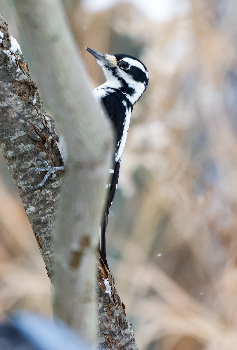 strakapoud americký - ML646921663