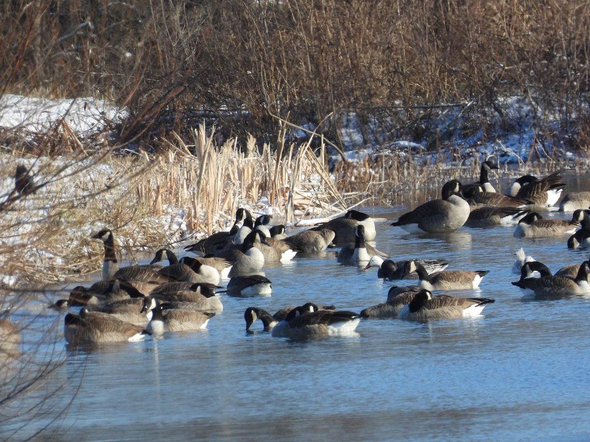 Bernache du Canada - ML646921666
