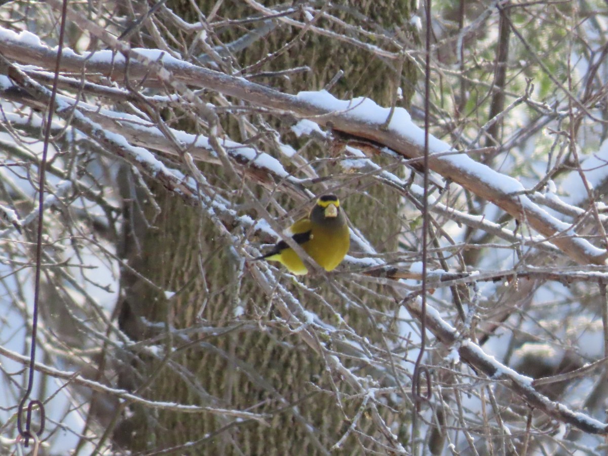 Evening Grosbeak - ML646921675