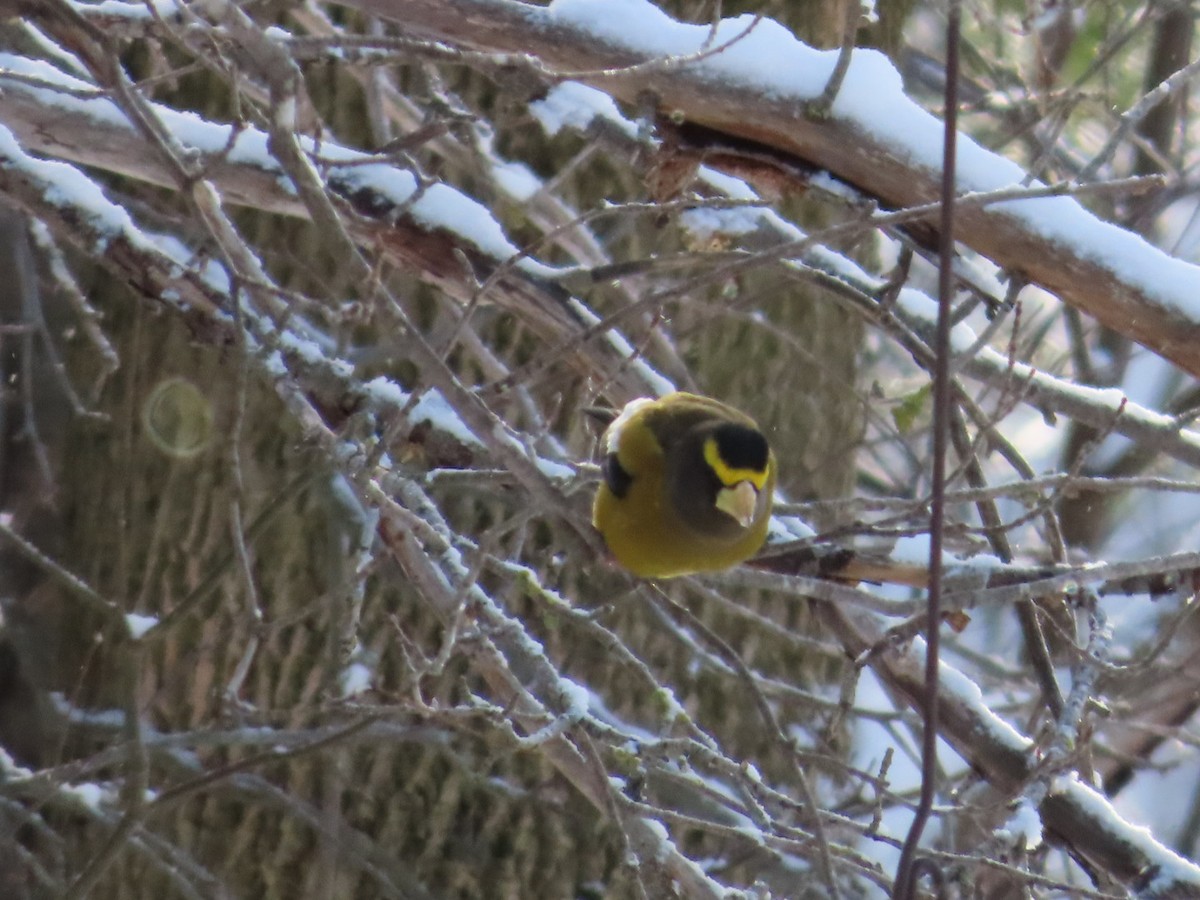 Evening Grosbeak - ML646921676