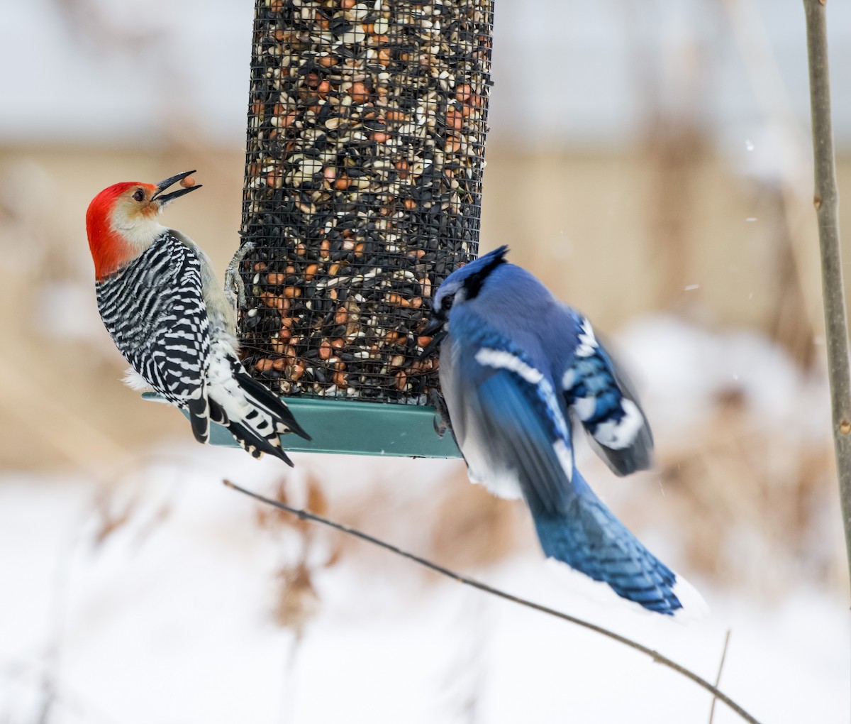 sojka chocholatá - ML646921677