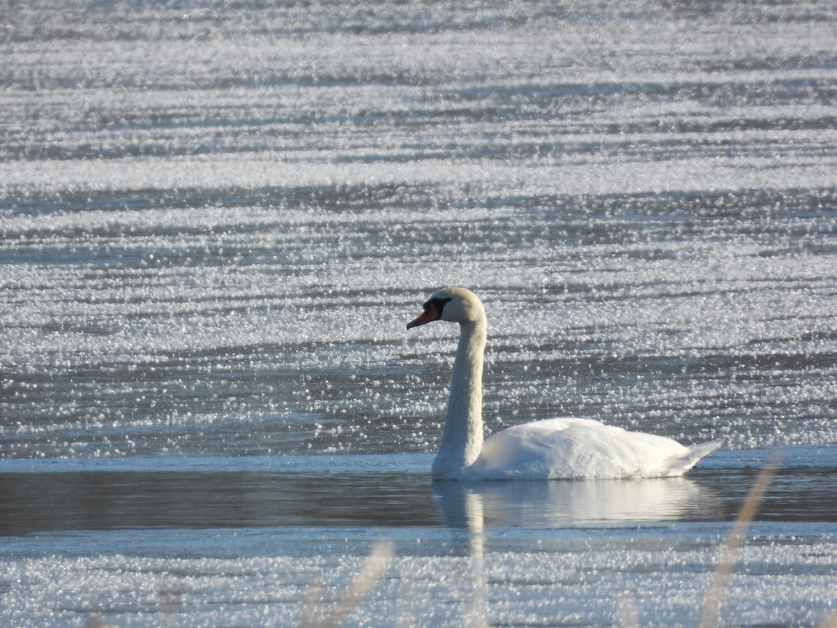 Cygne tuberculé - ML646921679