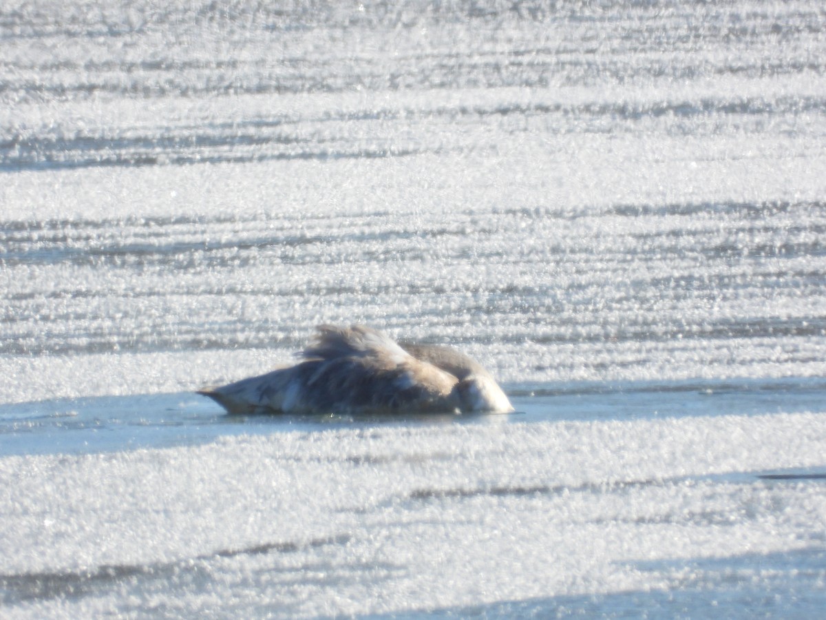 Cygne trompette - ML646921683